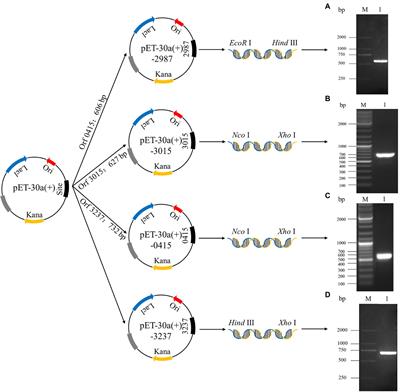 Cr(VI) Removal by Recombinant Escherichia coli Harboring the Main Functional Genes of Sporosarcina saromensis M52